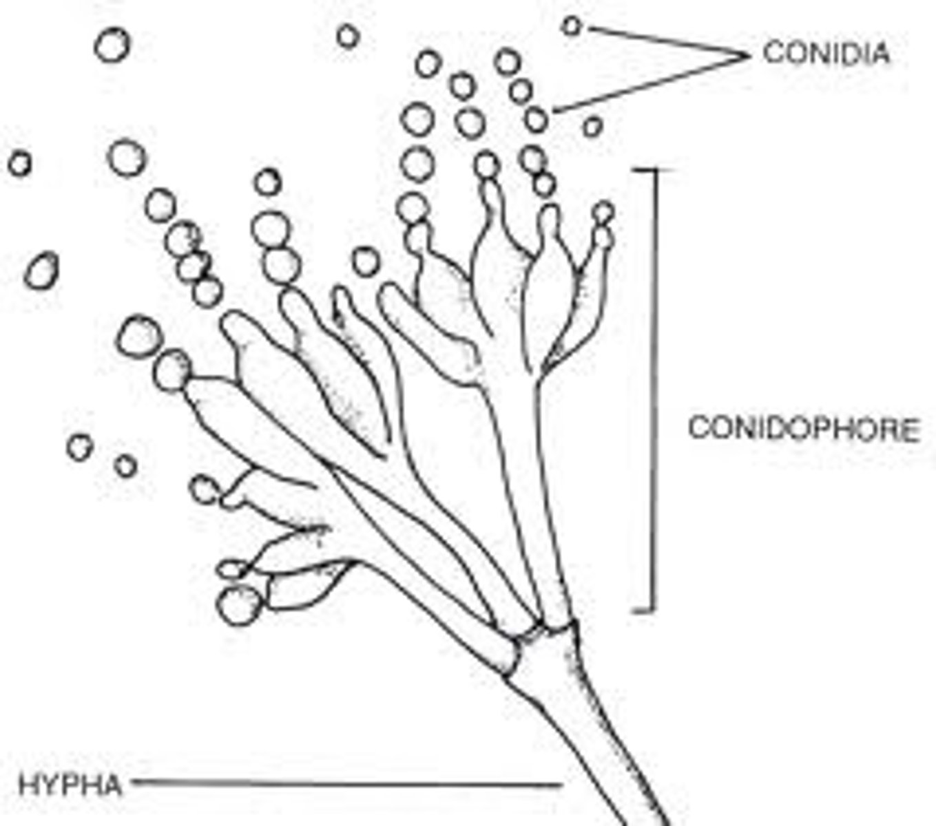 <p>fragmentation, budding, spores</p>