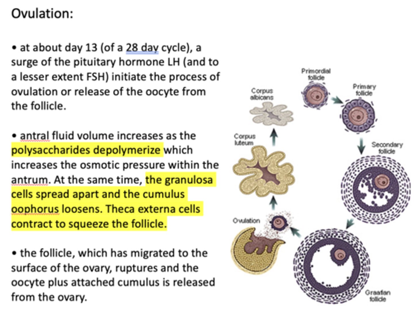 <p>- Antral fluid volume increases as polysaccharides depolymerize</p><p>- Antral osmotic pressure increases</p><p>- Granulosa cells spread apart</p><p>- Cumulus oophorus loosens</p><p>- Theca externa cells contract to squeeze follicle</p>