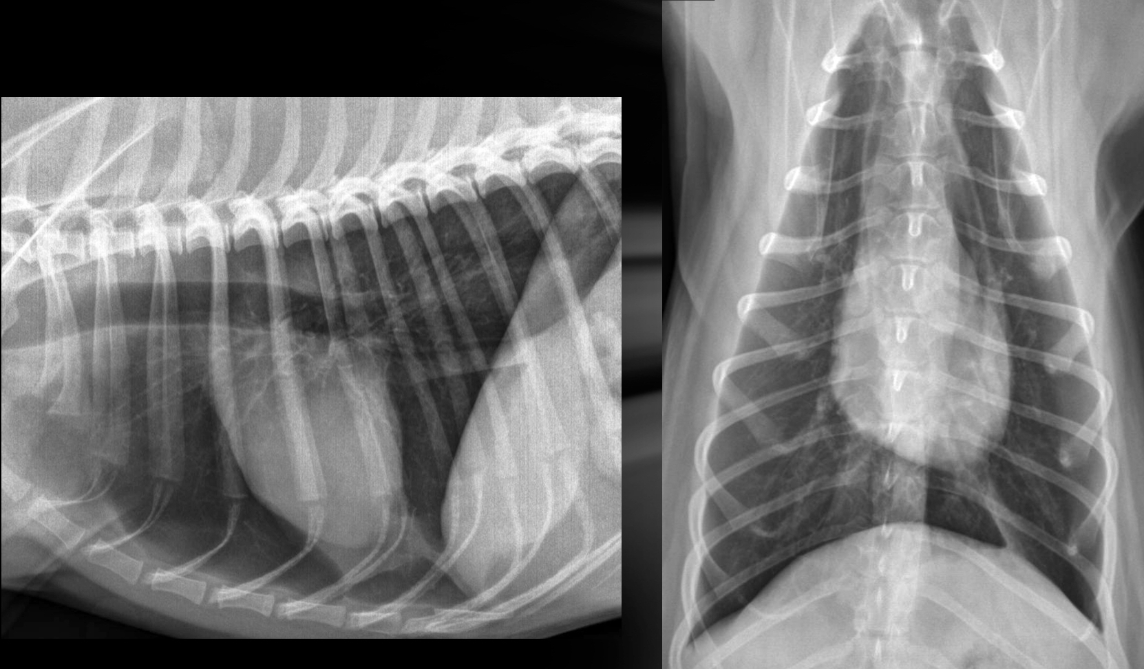<p>What is going on with this dog heart?</p>
