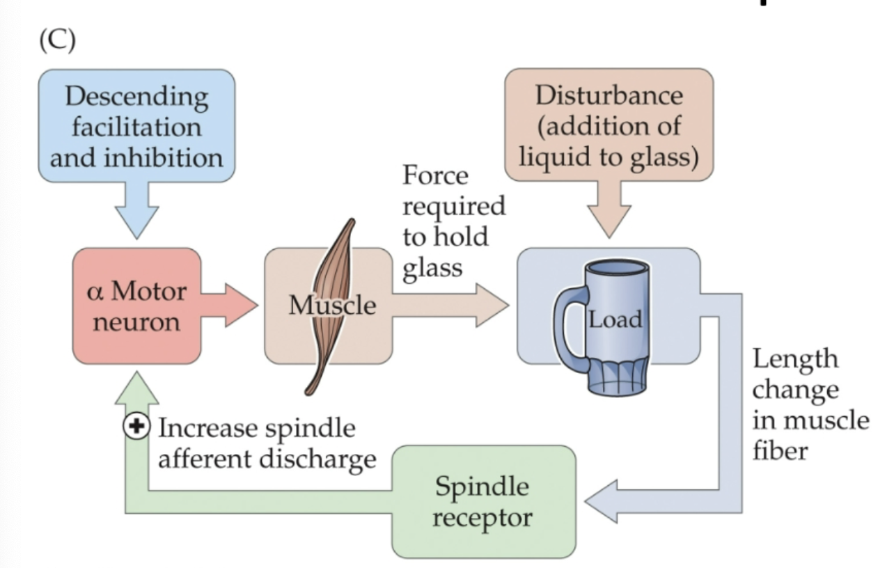 <p>It’s a negative feedback loop that prevents overextending!</p>
