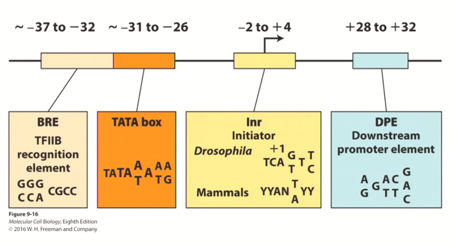 <ol><li><p>TFIIB response element (BRE)</p></li><li><p>Initiator Sequence</p></li><li><p>Downstream Promoter Element</p></li></ol><p></p>