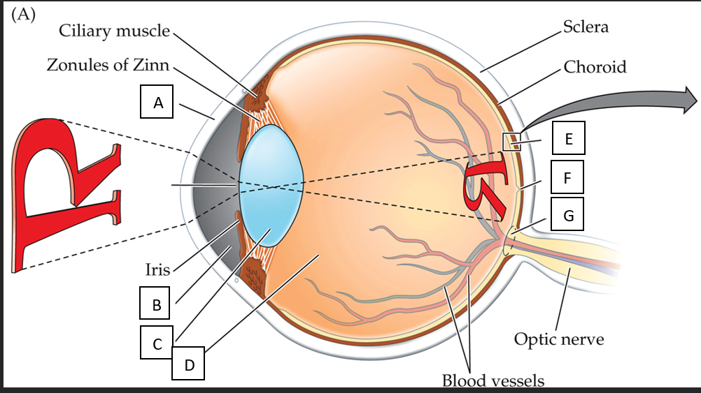 <p>Label the parts of the eye (A-G) with their function</p>