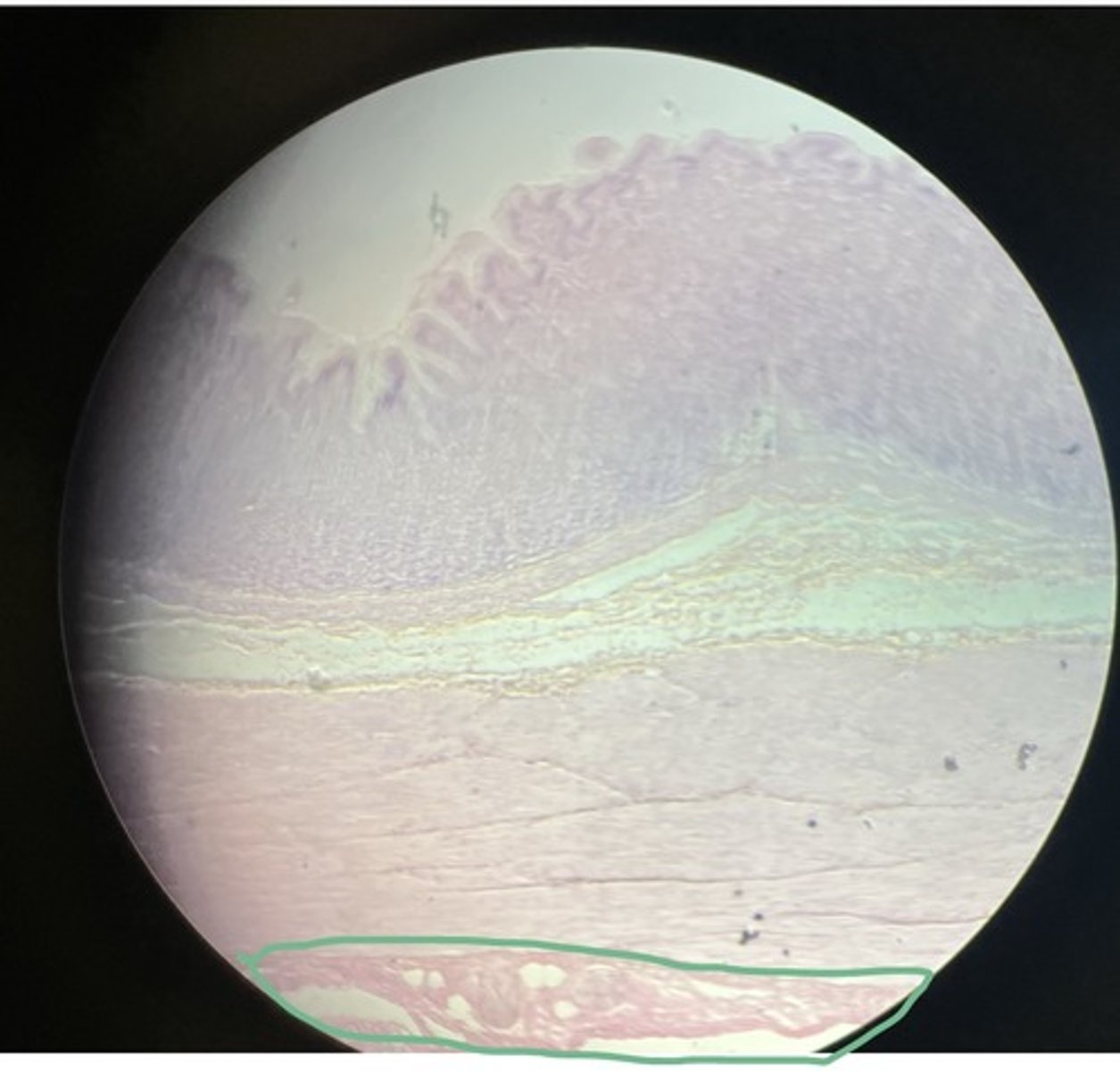 knowt flashcard image