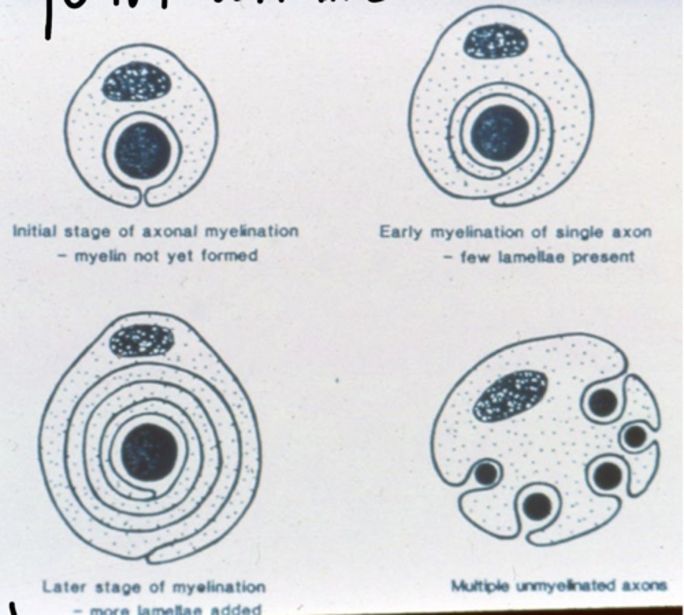 <p>no -- can/will wrap around nerves but not produce myelin, Schwann cell is still there!</p><p>whether or not myelin is produced, every nerve has a neurolemma</p>