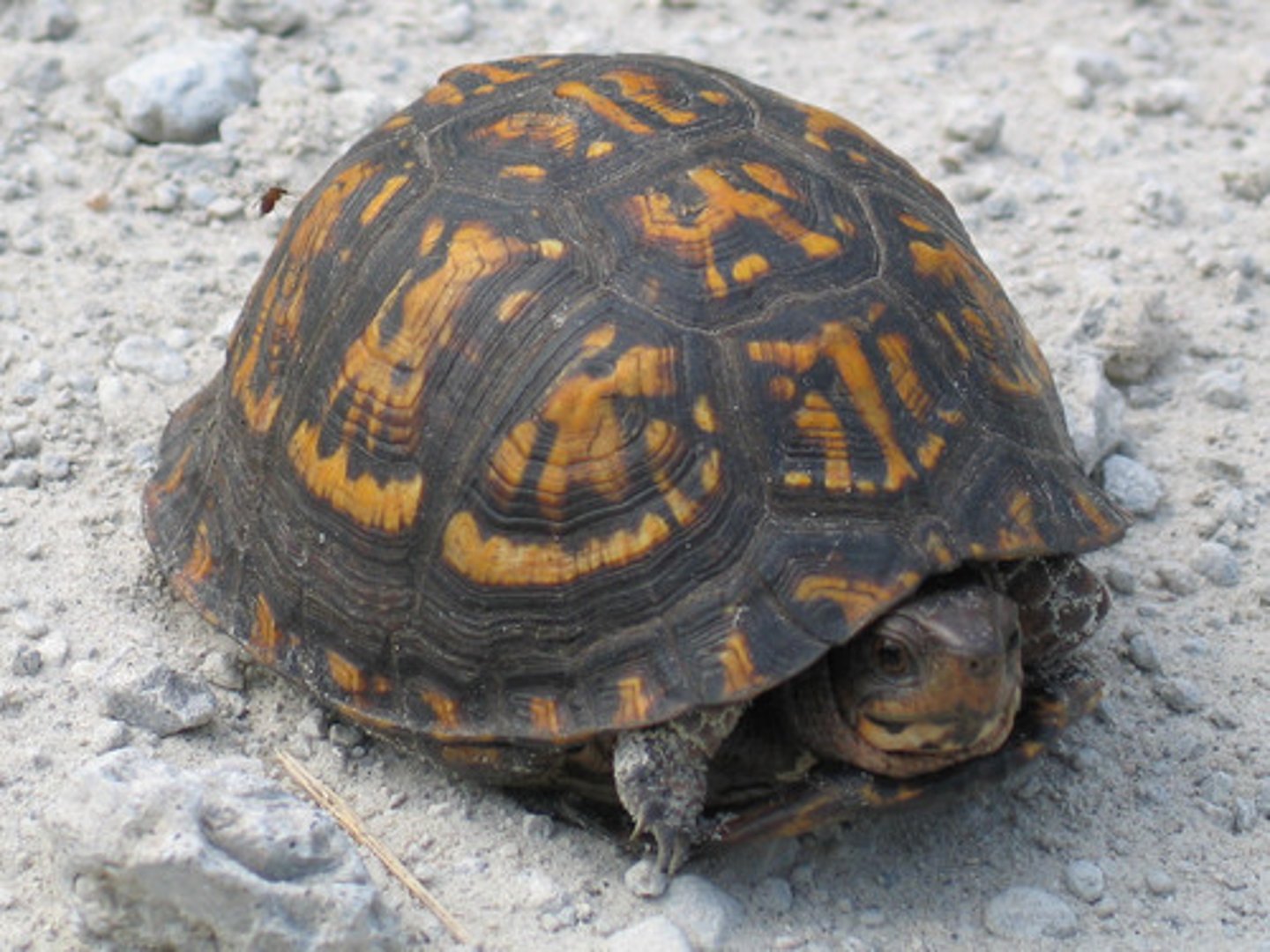 <p>Terrapene carolina</p><p>Order: Testudines</p><p>Family: Emydidae</p>