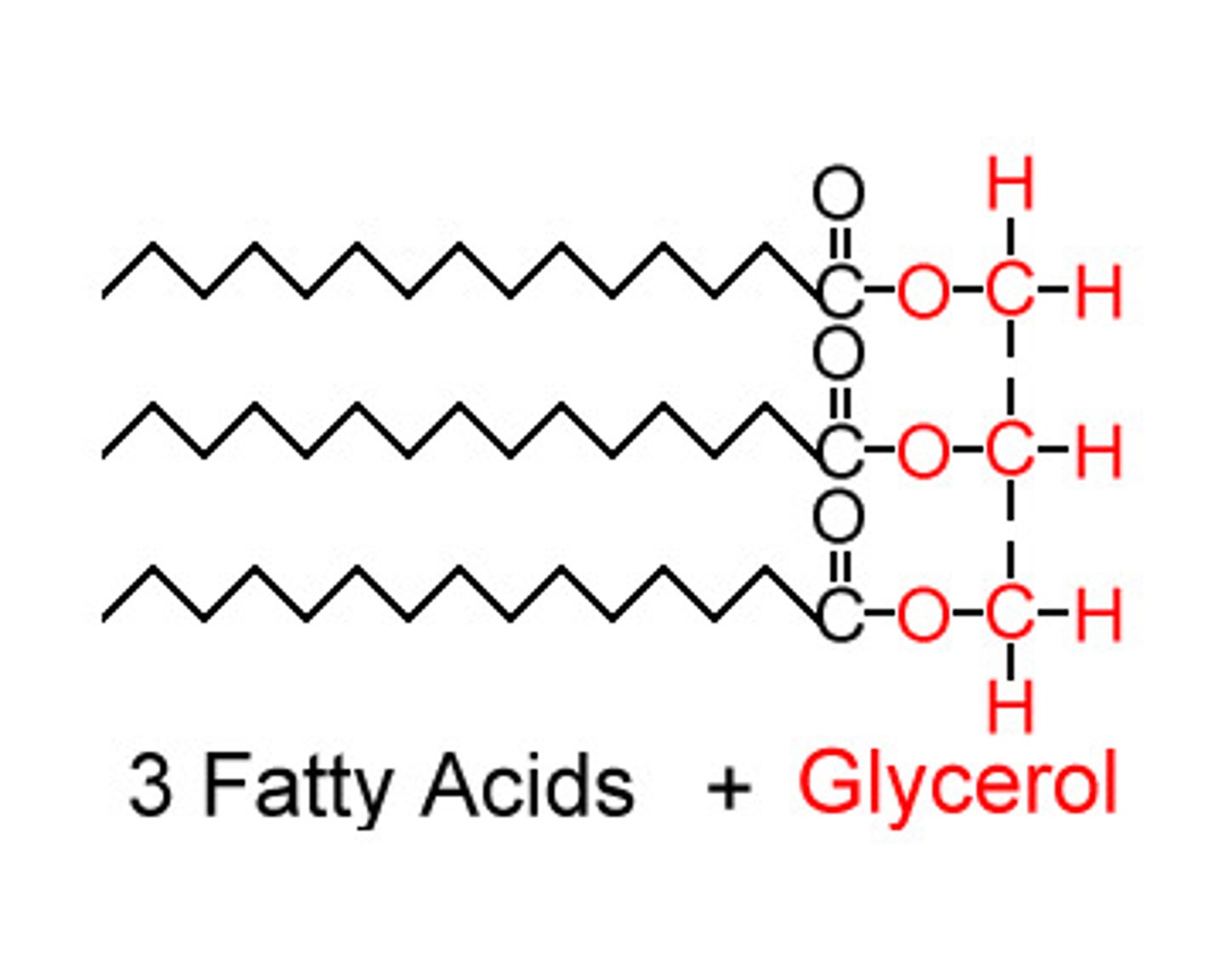 <p>Lipid composed of a glycerol molecule and 3 fatty acids. Joined with an ester linkage.</p>