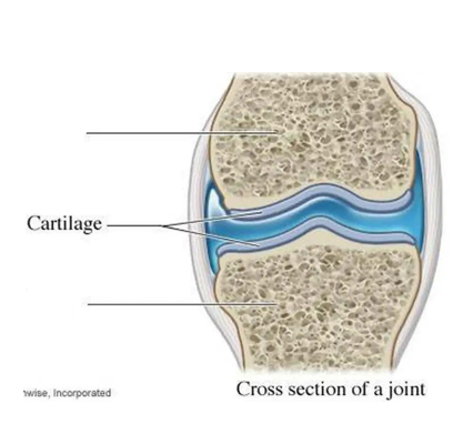 <p>cartilage</p>