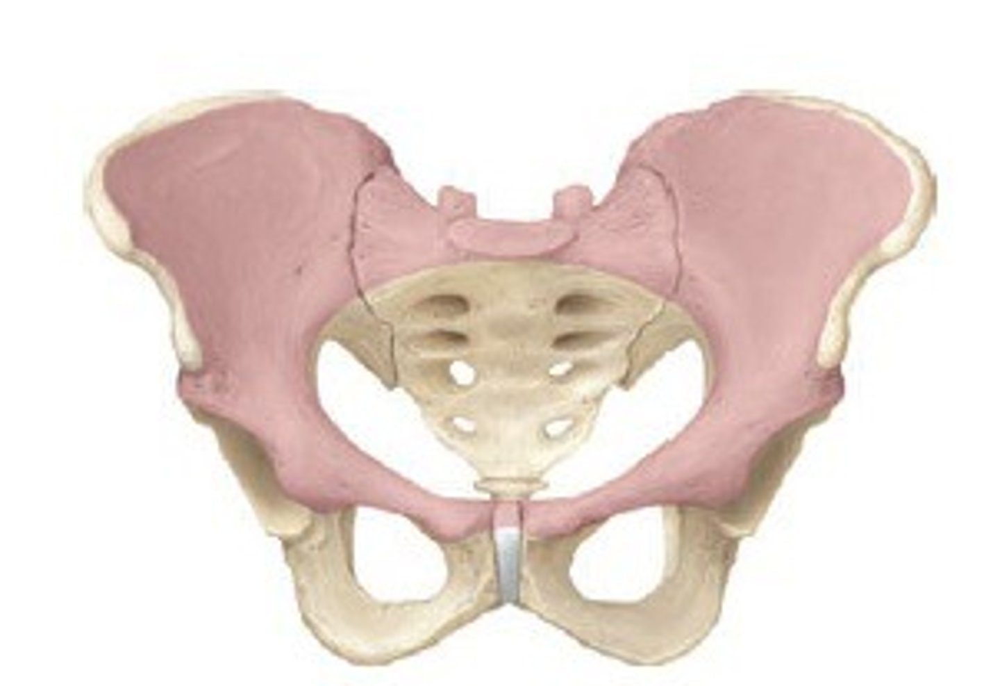 <p>the large, funnel-shaped structure at the lower end of trunk of humans and other vertebrates by which the legs are attached.</p>