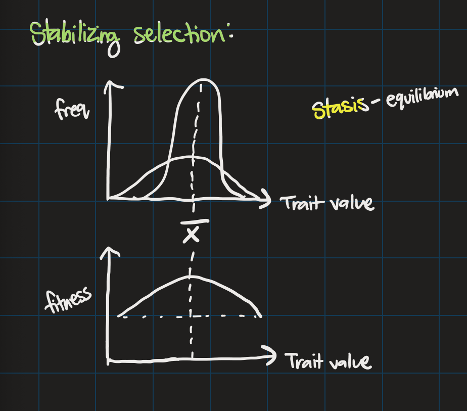 <ul><li><p>mean doesn’t change</p></li><li><p>variance DECREASES</p></li></ul>