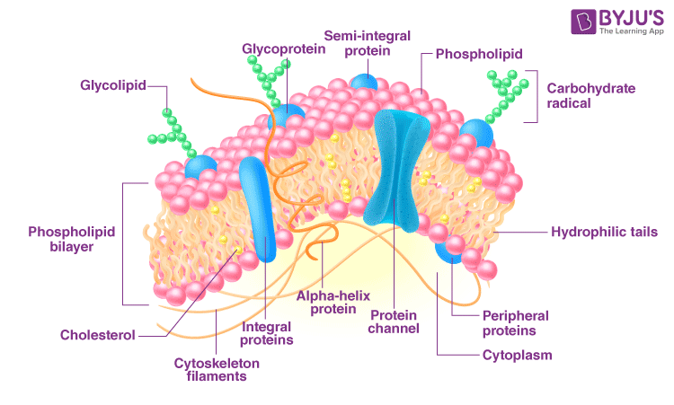 <p>Found in ALL cells</p><p>Separated extra cellular and intercellular environments</p><p>Controls all materials that enter and exit the cell</p><p>Believed that all membrane bound organelles are just extensions of the cell membrane</p>