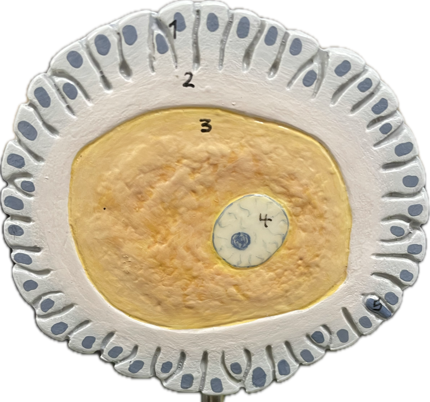 <p>Human ovum</p>