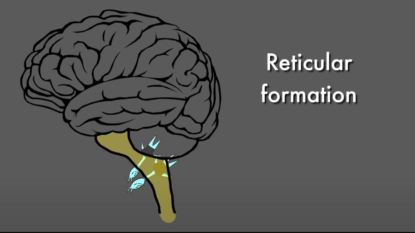 <p>Reticular Formation</p>