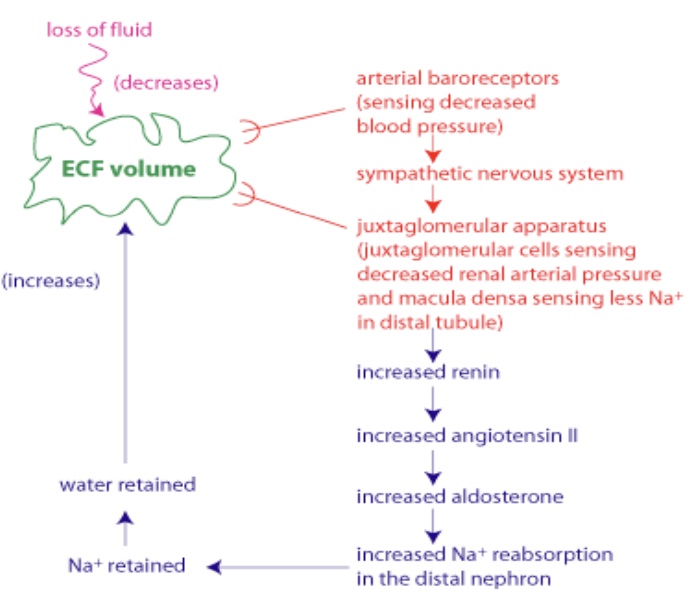 <p><strong><u>ECF volume decreases, what happens to reabsorption of Na and H2O:</u> </strong><span style="color: green"><strong>Reabsorption increases</strong></span></p><p><strong><u>ECF volume increases, what happens to reabsorption of Na and H2O:</u> </strong><span style="color: green"><strong>Reabsorption decreases </strong></span></p><p><strong><u>What are the sensors:</u> </strong><span style="color: green"><strong>Carotid baroreceptors, juxta cells, macula densa</strong></span></p><ul><li><p><strong><u>Secrete:</u> </strong><span style="color: green"><strong>Renin</strong></span></p></li><li><p><strong><u>Leads to:</u> </strong></p><ul><li><p><span style="color: green"><strong>Increased aldosterone secretion</strong></span><strong> </strong>—&gt; </p></li><li><p><span style="color: green"><strong>Increase Na+ reabsorption </strong></span>—&gt; </p></li><li><p><span style="color: green"><strong>Increase ECF volume</strong></span></p></li></ul></li></ul><p><strong><u>Na decreases:</u> </strong><span style="color: green"><strong>Aldosterone increases </strong></span></p>