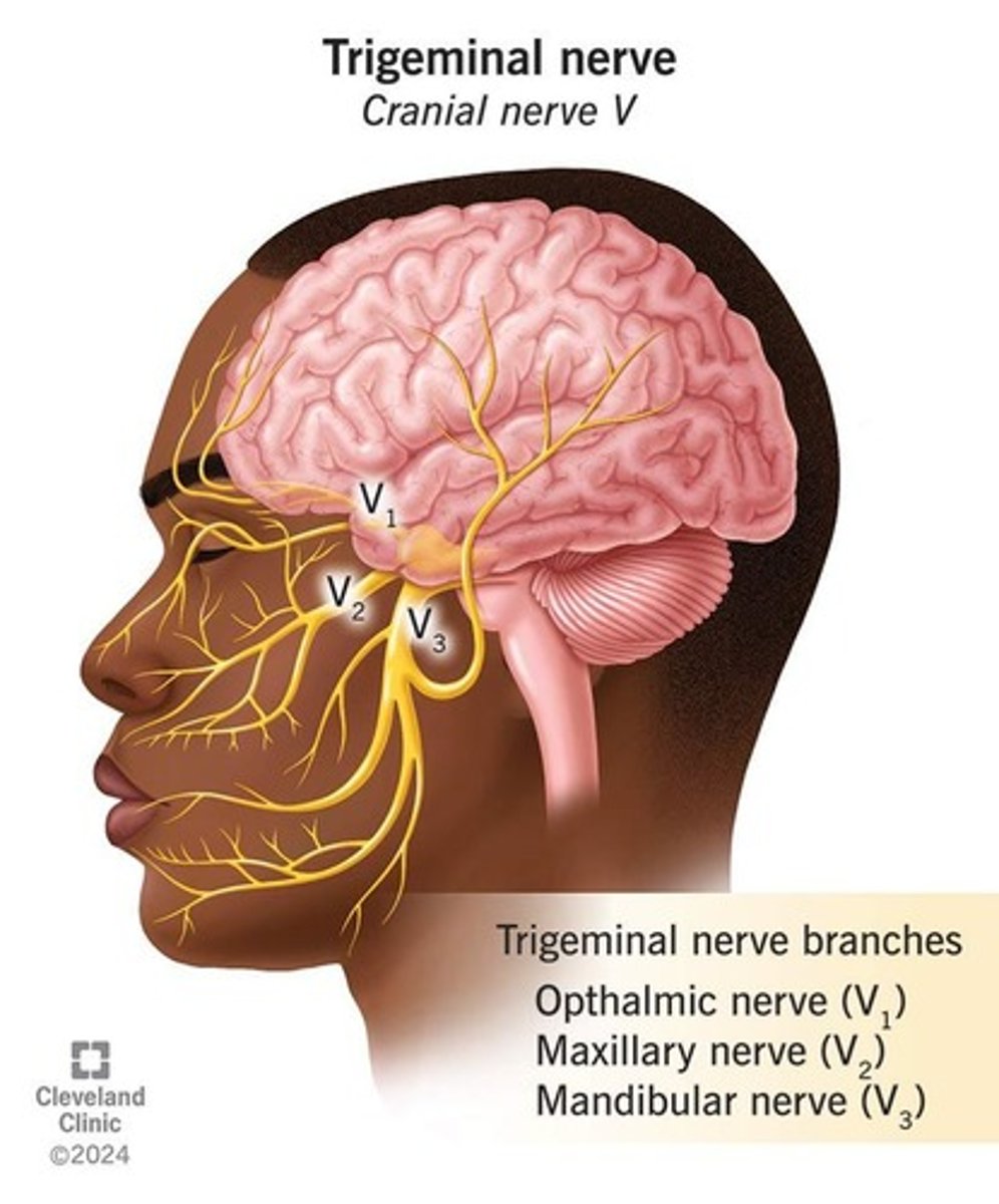 <p>Key role in pain perception (e.g., dental pain, temporomandibular disorders), motor control of mastication muscles, basis for local anesthesia targeting.</p>
