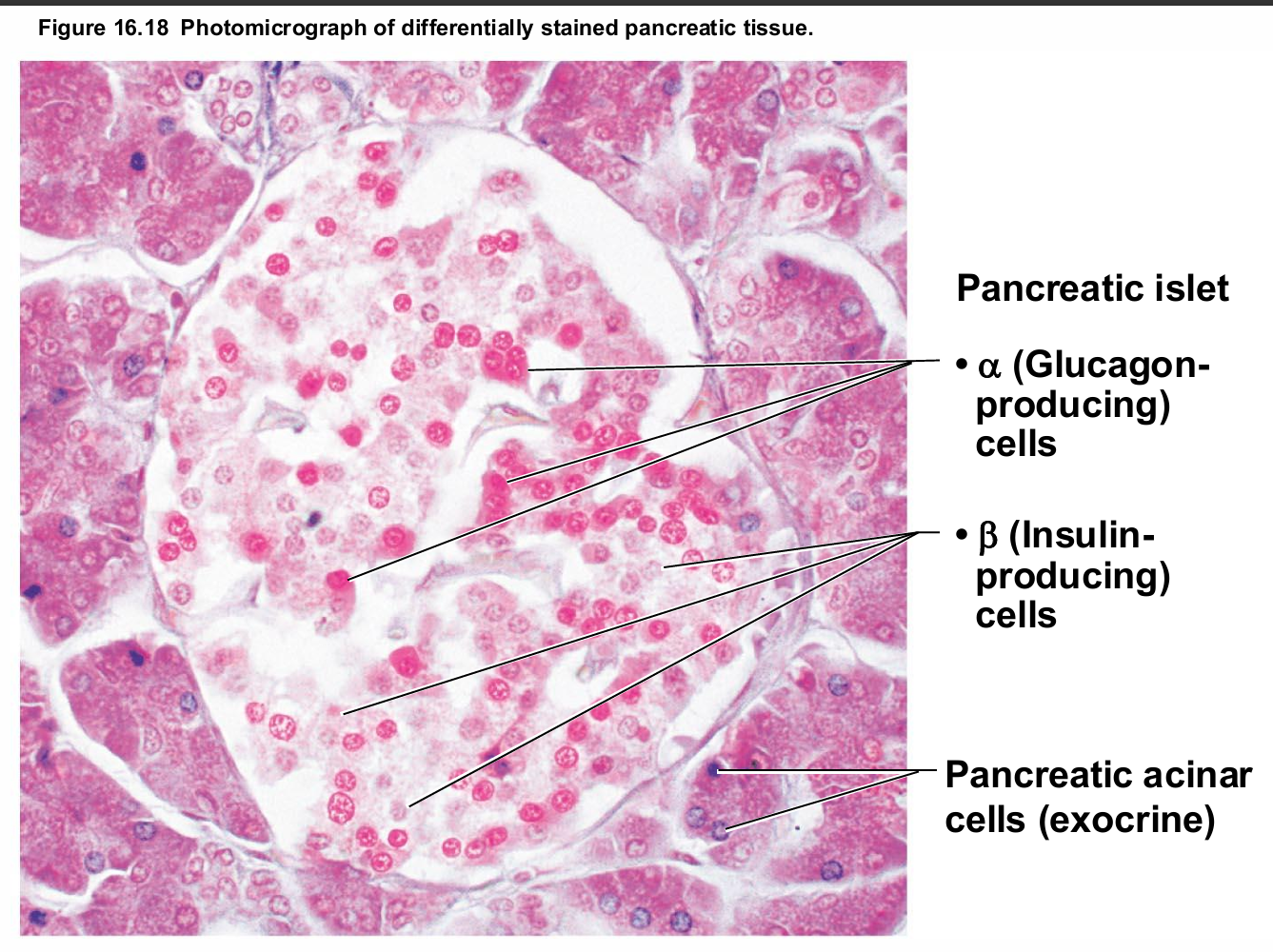 <ul><li><p> Has both exocrine and endocrine cells</p><ul><li><p>Acinar cells (exocrine) produce enzyme-rich juice&nbsp;<span style="background-color: transparent; font-size: 1.6rem;"><span>for digestion</span></span></p></li><li><p>Pancreatic islets (islets of Langerhans) contain&nbsp;<span style="background-color: transparent; font-size: 1.6rem;"><span>endocrine cells</span></span></p><ul><li><p>Alpha (α) cells produce glucagon (hyperglycemic&nbsp;<span style="background-color: transparent; font-size: 1.6rem;"><span>hormone)</span></span></p></li><li><p>Beta (β) cells produce insulin (hypoglycemic hormone</p></li></ul></li></ul></li></ul><p></p>