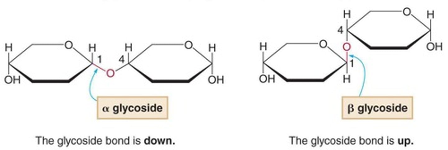<p>Alpha (α) and beta (β) glycosidic bonds.</p>