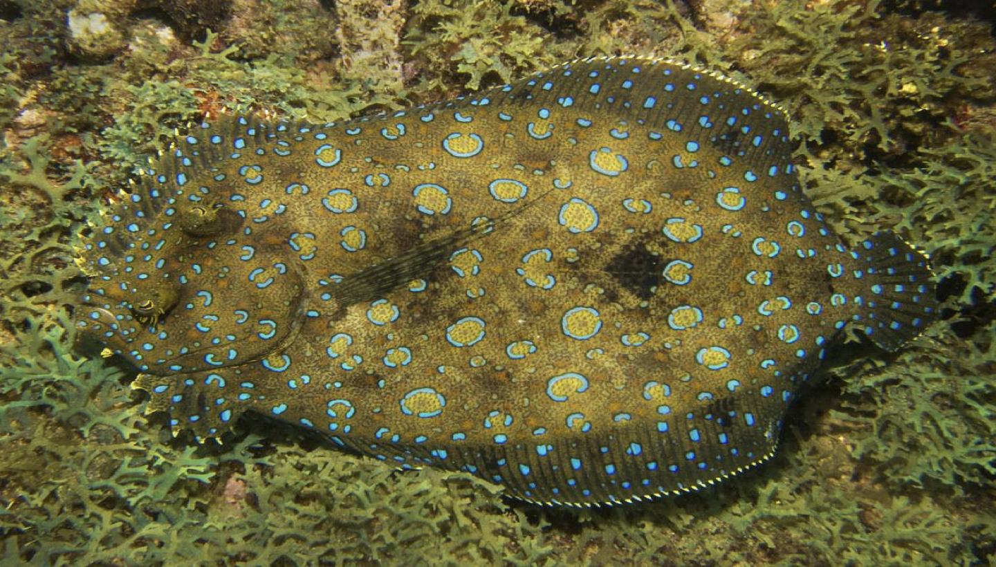 <p>WHAT FISH IS THIS</p>