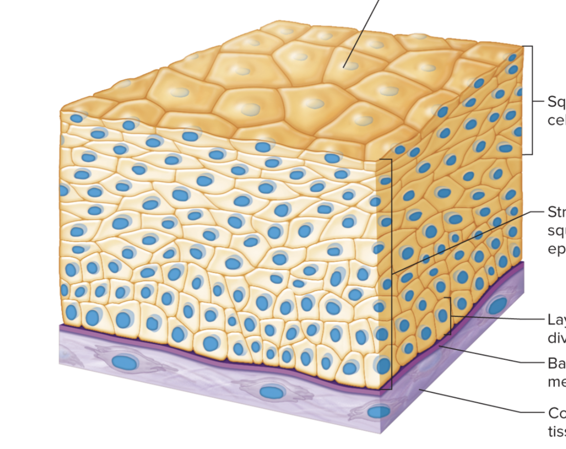 <p>Function: Protection</p><p>Location: Superficial layer of skin, and linings of oral cavity, throat, vagina, and anal</p>