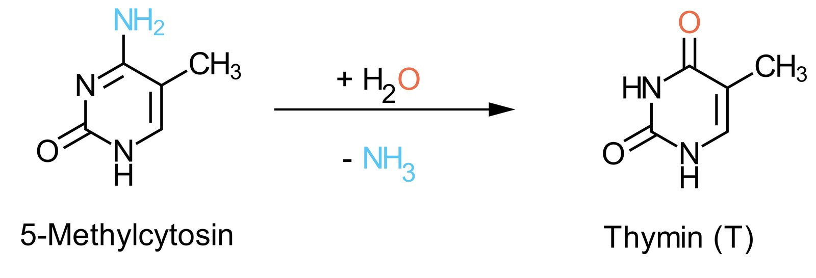 <p>D. Thymine</p>