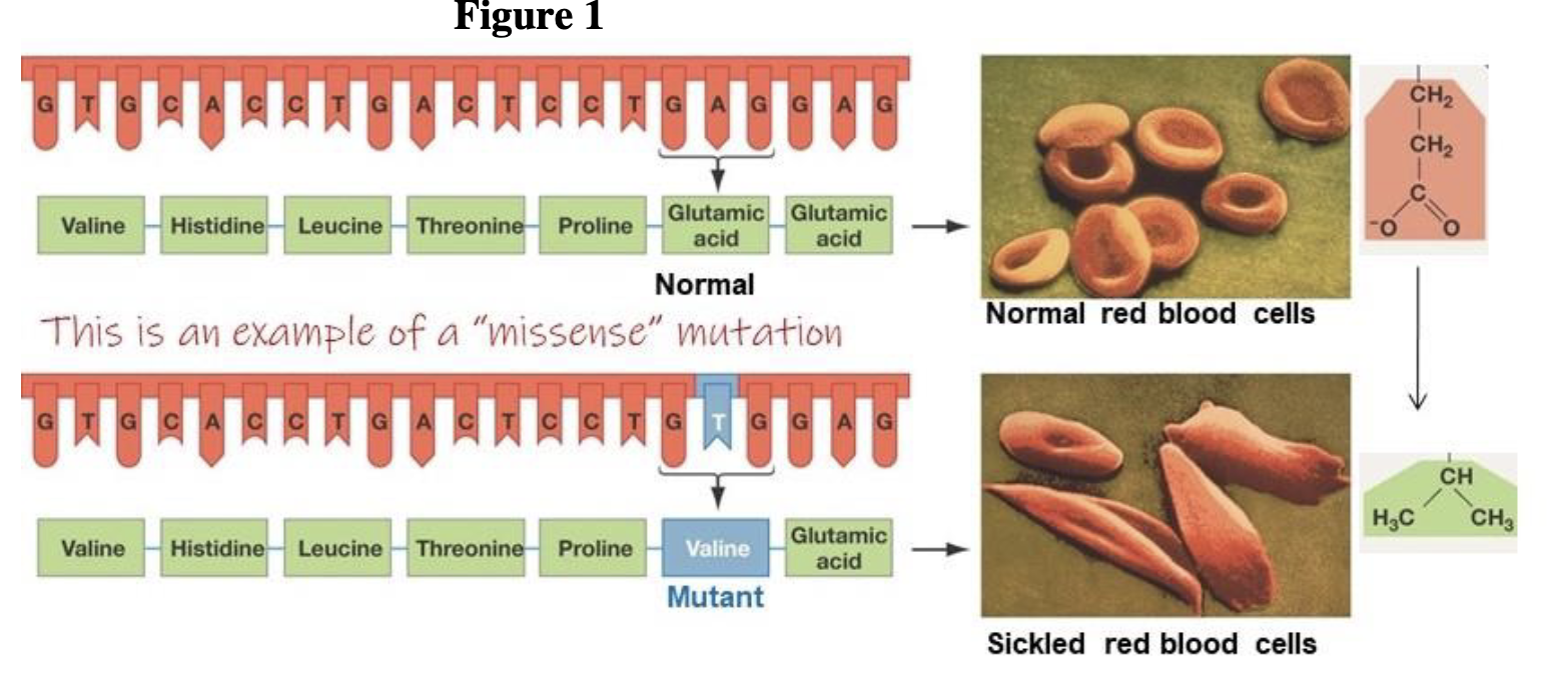 <p>explain how a single base substitution can lead to misshapen red blood cells. Use your knowledge of the relationship between the primary, tertiary and quaternary structure of proteins to answer the question.</p>