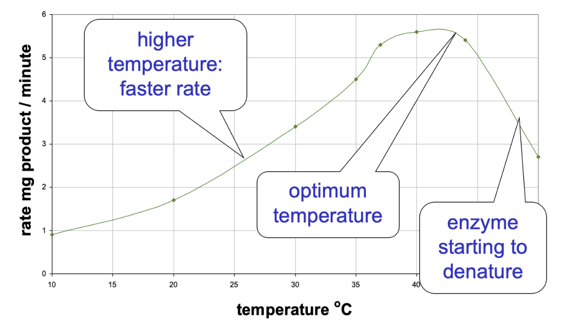 <p>Enzyme’s fastest rate of reaction. </p>
