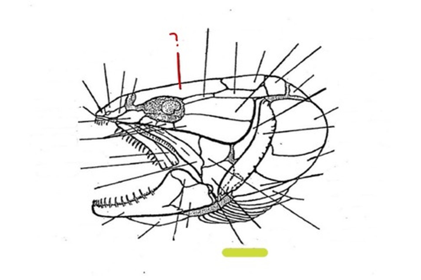 <p>What bone is this</p>