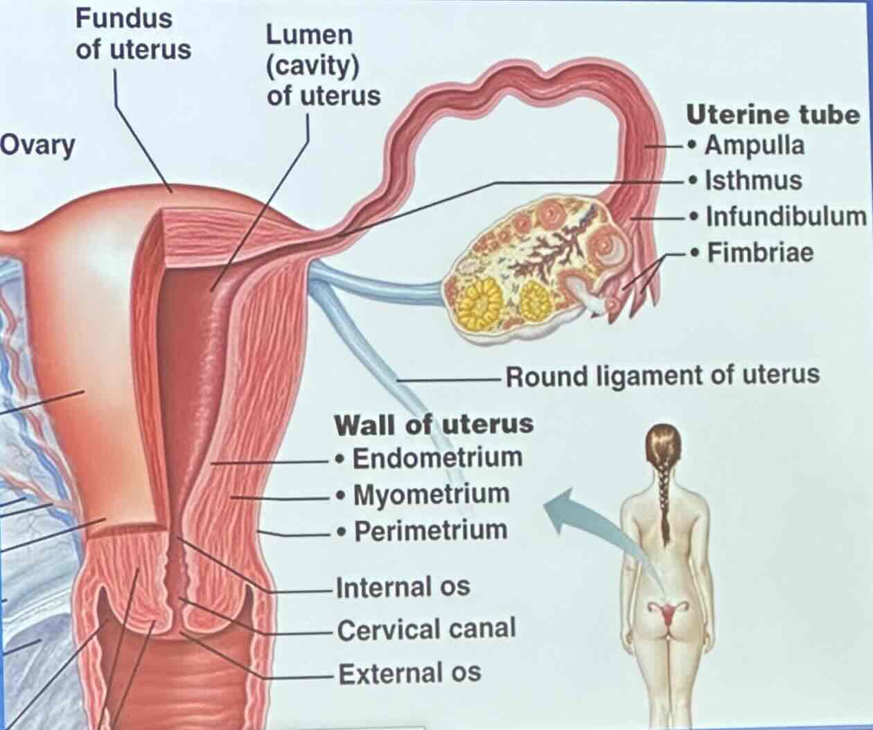 <ul><li><p>perimetrium</p></li><li><p>myometrium</p></li><li><p>endometrium</p></li></ul>