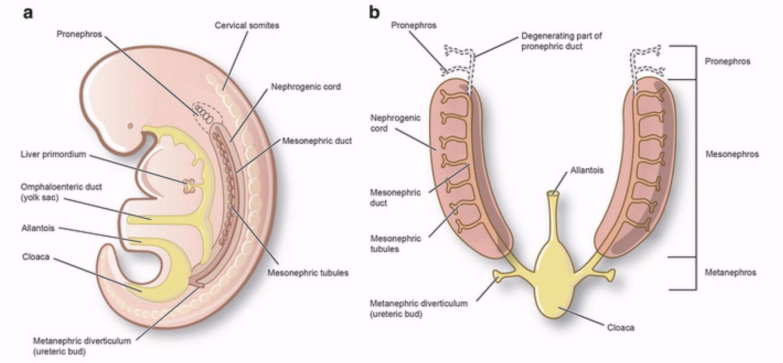 <ul><li><p>Start to develop in the 3<sup>rd </sup>week of embryo life</p><ul><li><p>Develop from columns of mesoderm</p></li></ul></li><li><p>Nephron development begins at 8 weeks GA</p></li><li><p>Kidneys migrate from the pelvis to the abdomen at 6-9 weeks GA</p></li></ul><p></p>