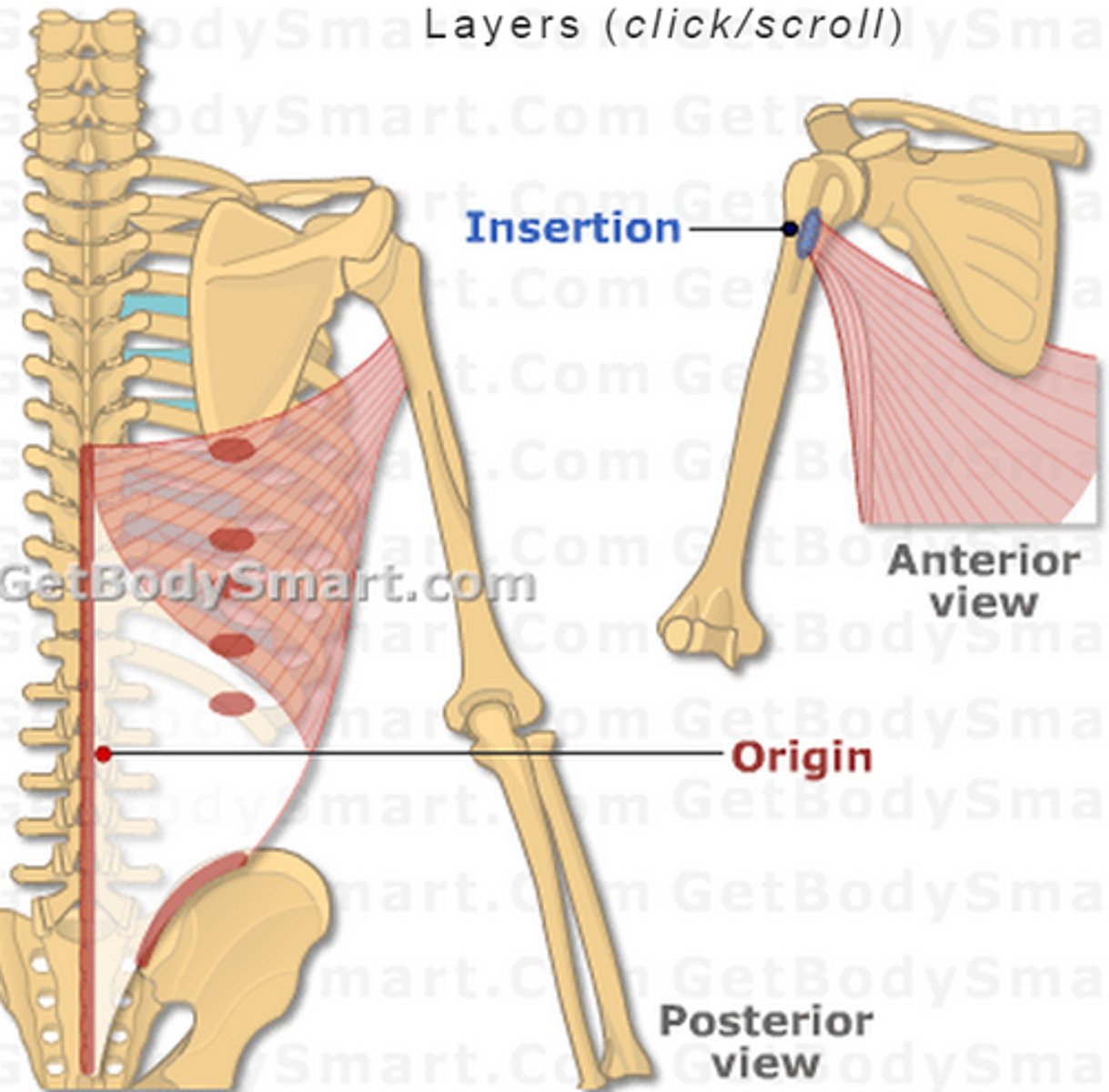 <p>intertubercular groove of humerus</p>