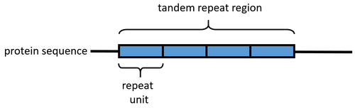 <p><span style="background-color: transparent;"><span>tandem repeat</span></span></p>