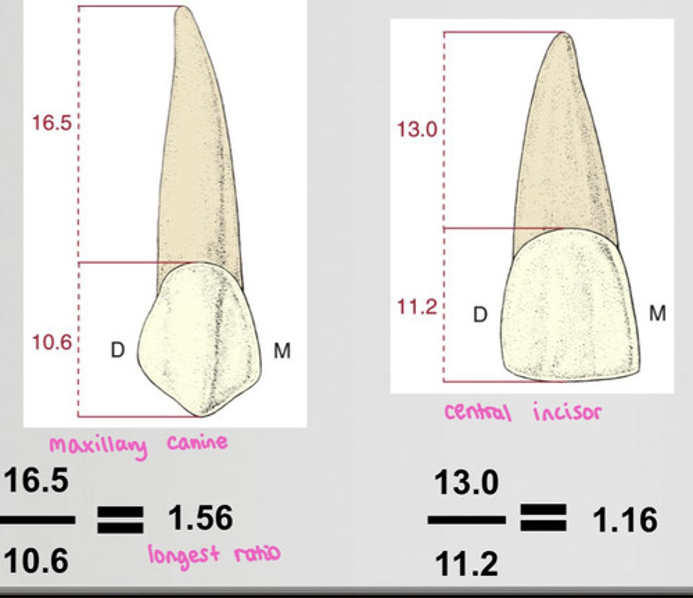 <p>root length divided by crown length</p><p>-the bigger the ratio, the better a crown would do on a tooth</p>