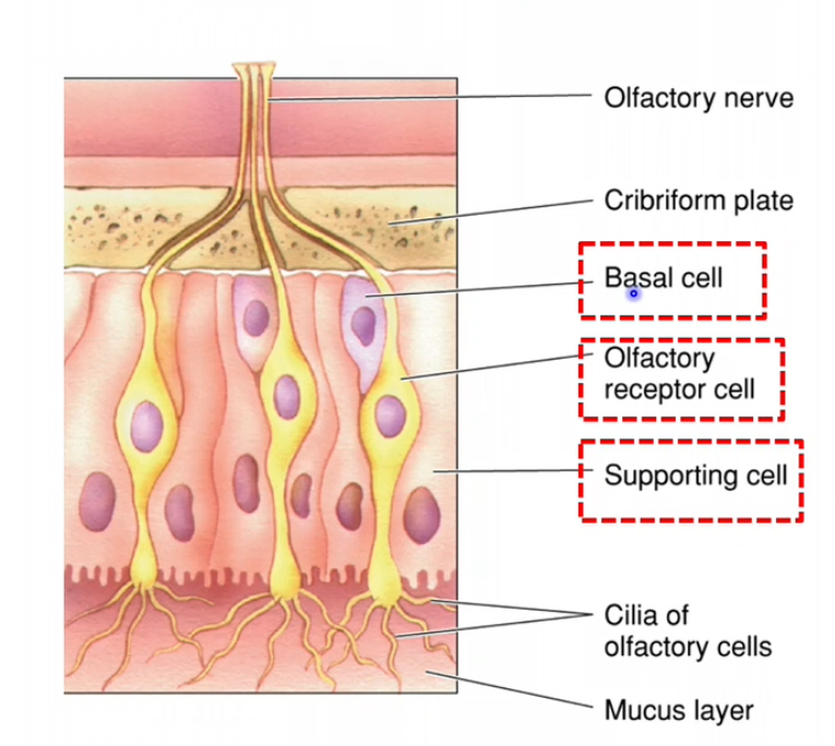 <p>Olfactory epithelium – 3 main cell types</p><p></p><p>1. Olfactory receptor cells</p><p>• These are true neurons, unlike taste receptor cells</p><p>• They are the site of transduction for smell</p><ul><li><p>Have cilia where odorants bind</p></li></ul><p>• Axons from these neurons pass through the cribriform plate to the olfactory bulb</p><p></p><p>Each cell has:</p><p>• A dendrite ending in a knob</p><p>• Cilia extending into the mucus layer</p><p>• Odorant molecules bind to receptors on the cilia and initiate electrical signals</p><p></p><p>2. Supporting (sustentacular) cells</p><p>• Provide structural and metabolic support to olfactory receptor neurons</p><p>• Produce mucus</p><p>• Odorants must dissolve in mucus before binding receptors</p><p>• Help maintain the correct chemical environment for transduction</p><p></p><p>3. Basal cells</p><p>• Act as stem cells</p><p>• Continuously divide and differentiate into new olfactory receptor neurons</p><p>• Allow the olfactory epithelium to regenerate throughout life</p><p>• This regeneration is unusual for neurons and is a key feature of the olfactory system</p><p></p>