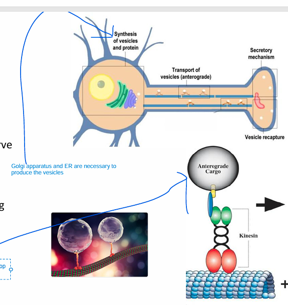<ul><li><p><strong>ACh is synthesized in cytosol (in the nerve terminal) and stored in vesicles</strong></p><ul><li><p><strong>Golgi apparatus and ER are necessary to produce the complex vesicles</strong></p></li></ul></li><li><p>• Vesicles (empty) are formed in the cell body <br><strong>• Transported to nerve terminal along microtubules via the motor protein Kinesin(Kinesin walk along the microtubules)</strong></p></li></ul><p></p>