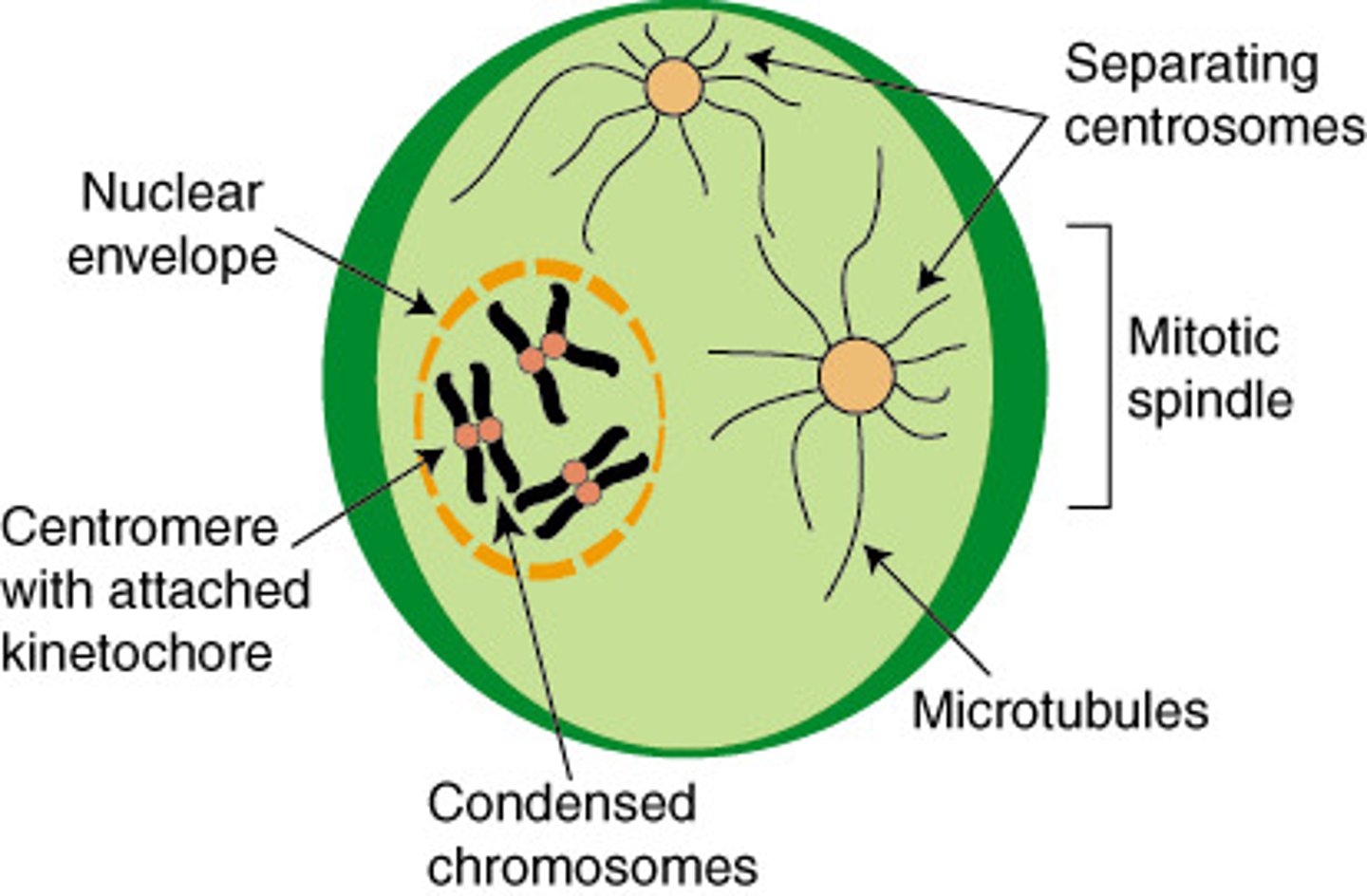 <p>nuclear envelope dissociates into small vesicles</p><p>- chromosomes begin to separate</p><p>chromatids condense</p>