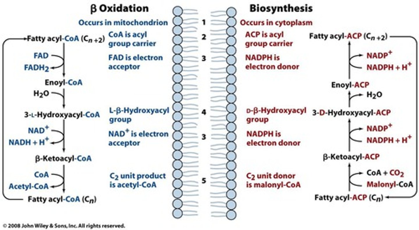 <p>saturated fatty acids- dehydrogenase to create double bond (produce FADH2), then produce NADH to create ketone, breaks off acetyl-CoA, repeat</p><p>unsaturated fatty acids- isomerase to move double bond, then produce NADH to create ketone, break off acetyl-CoA, repeat</p><p>in mitochondrial matrix</p><p>needs 2 ATP to initially activate fatty acid</p><p>need 1 FAD, 1 NAD+ for each 2 C removed</p><p>produces 1 FADH2, 1 NADH</p>