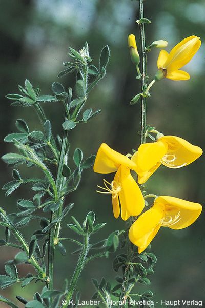 <p>Besenginster</p>