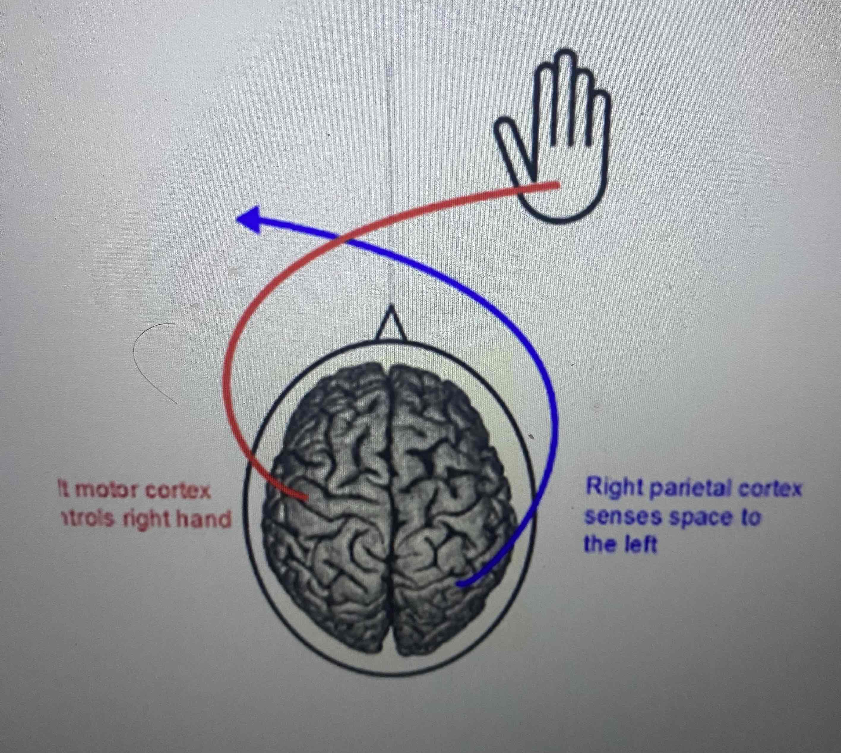 <ul><li><p>A point that stabilizes and reconnects left and right hemispheres</p></li><li><p>Creates coherence and connection</p></li></ul><p>This position is selected intentionally to help create coherence during the session </p>