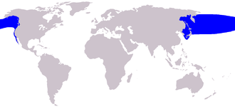 <p>North Pacific right whale<br>(<em>Eubalaena japonica</em><br>eastern and western North Pacific<br>15 to 19&nbsp;m<br>-V-shaped blow<br>-Paddle shaped flippers<br>-Smooth tail, deep V-notch<br>-No dorsal fin, smooth back<br>-White dumps on head</p>