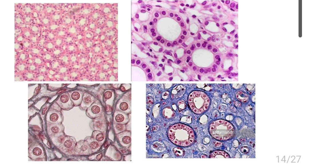 <p>Name the tissue</p>