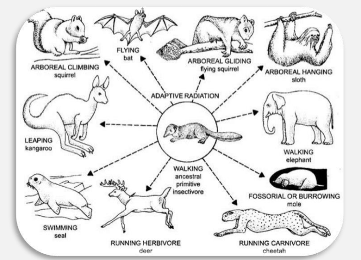 <ul><li><p>the opportunistic and relatively rapid diversification of new forms into new ecological zone through a series of speciation events </p></li><li><p>one species diverges rapidly into multiple empty niches </p></li></ul>