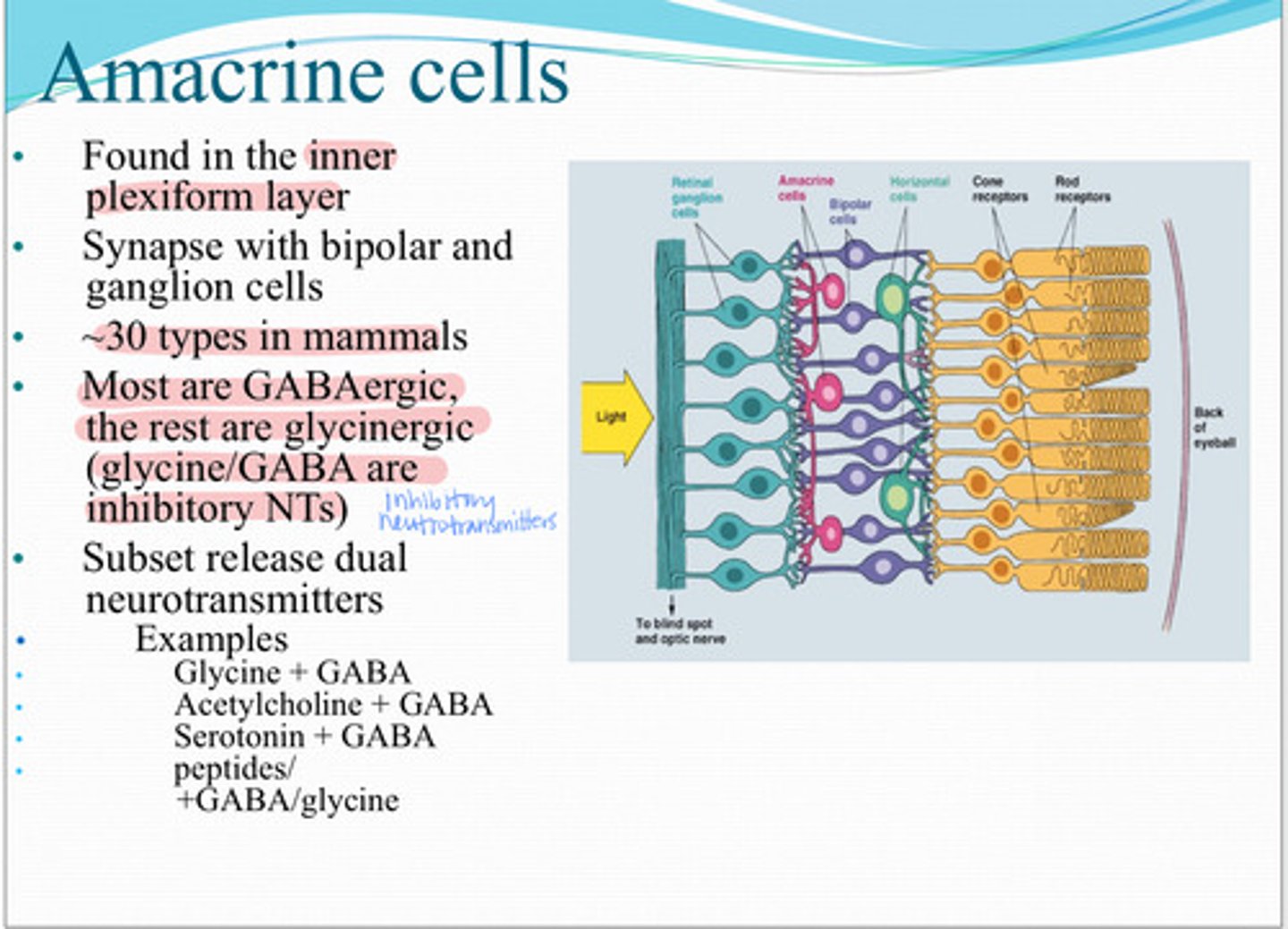 <p>These cells are found in the inner plexiform later and synapse with bipolar and retinal ganglion cells</p>