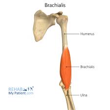 <p>Brachialis insertion</p>