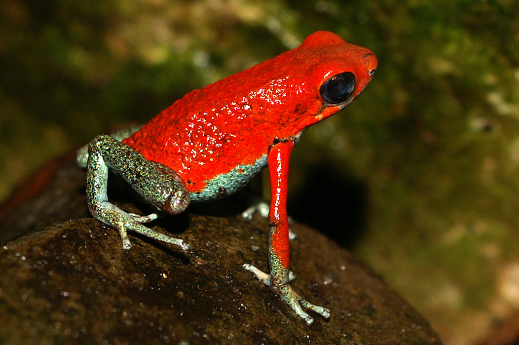 <p><span>a defense mechanism used by animals to warn predators that they are undesirable prey. Usually bright and distinctive, and can involve contrasting patterns.</span></p>