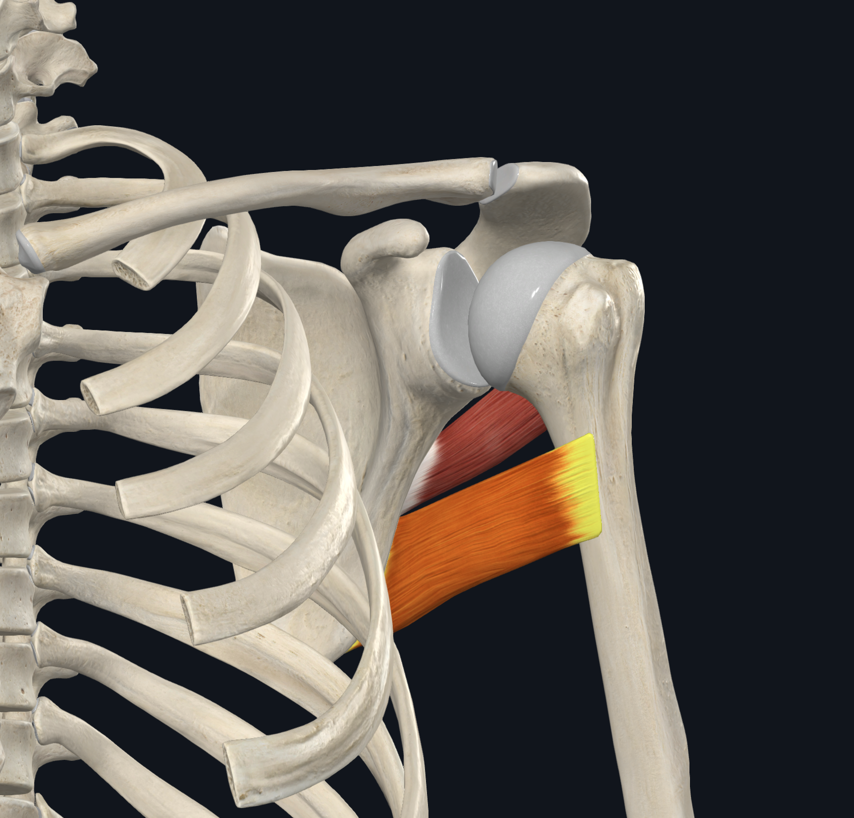 <p>humerus: medial lip of the intertubercular groove</p>