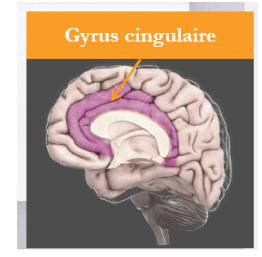 <ul><li><p>Régulation et décodage émotionnel : </p><ul><li><p>Évaluation cognitive : </p><ul><li><p>Indexation : c’est vrai, c’est important?</p></li><li><p>Anticipation : facilite l’intégration des expériences passées et des attentes </p></li></ul></li><li><p>Régulation des émotions : </p><ul><li><p>Intensité</p></li><li><p>Émotion appropriée (ex : contrôle de soi)</p></li></ul></li></ul></li><li><p>Anticipation (intégration des expériences passées et des attentes)</p><ul><li><p>Ex : pour obtenir une récompense (activité quand attente ou intention de prendre une drogue)</p></li><li><p>Contrôle de soi, perception du rejet et le sentiment de frustration associé</p></li></ul></li></ul><p></p>