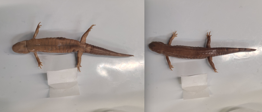 <p>Scientific name and diagnostic features</p>