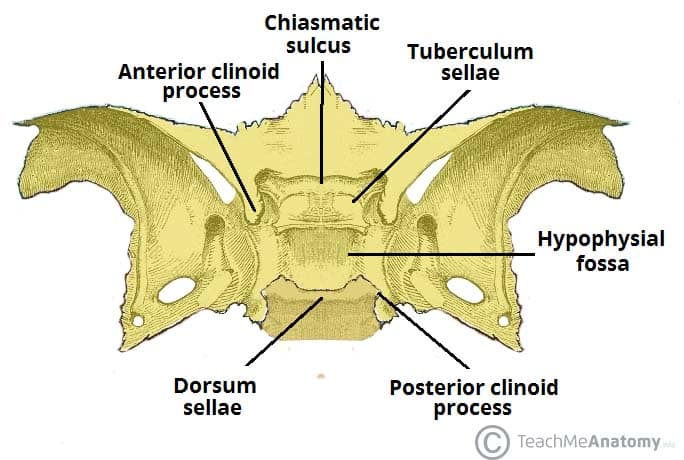 <p>Hypophyseal fossa</p>