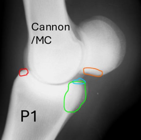 <p>what are these fetlock fx’s</p>