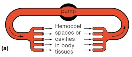 <ul><li><p>blood flows freely within body cavities and bathes the organs directly </p></li><li><p>all the blood in not enclosed in blood vessels </p></li><li><p>blood is pumped into a body cavity called hemocoel, where the blood mixes with the interstitial fluid (hemolymph) </p></li><li><p>as heart beats and the animal moves, hemolymph circulates to bathe organs within the hemocoel and then re-enters heart </p></li><li><p>more ideal for animals that have lower metabolic rates because the need for oxygen is less </p></li><li><p>blood pressure remains low, oxygen takes longer to reach body cells in all extremities</p></li></ul><p></p>