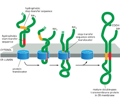<ol><li><p>The protein has an <strong>internal signal sequence</strong> (red).</p><ul><li><p>Acts as a <strong>start-transfer signal</strong> (lets the chain enter the ER).</p></li><li><p>Also acts as an <strong>anchor</strong> to hold part of the protein in the membrane.</p></li></ul></li><li><p>This <strong>internal signal sequence</strong> is recognized by the <strong>SRP</strong>, which brings the ribosome to the ER membrane.</p></li><li><p>Translation continues until a <strong>stop-transfer sequence</strong> (orange) enters the protein translocator.</p></li><li><p>When the stop-transfer enters, the translocator <strong>releases both sequences (start + stop) sideways</strong> into the lipid bilayer.</p></li><li><p>Unlike the N-terminal signal in single-pass proteins, here <strong>neither the start-transfer nor stop-transfer is cleaved</strong>.</p></li><li><p>The result: the protein is anchored in the membrane at <strong>two hydrophobic stretches</strong> — creating a <strong>double-pass transmembrane protein</strong>.</p></li><li><p>For proteins that span the membrane more than twice, the polypeptide contains <strong>extra start/stop pairs</strong>, and the process repeats for each pair.</p></li></ol><p></p>